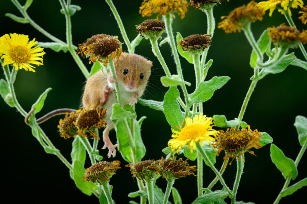 Harvest Mice and a Reflection Pool Hide (Combination Day)