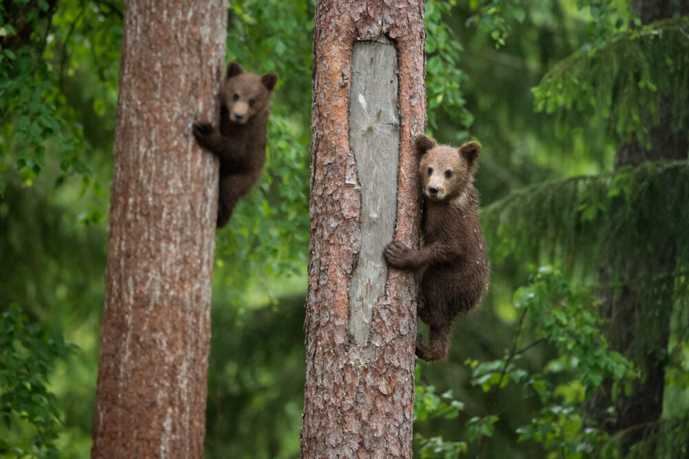Beautiful Brown Bears