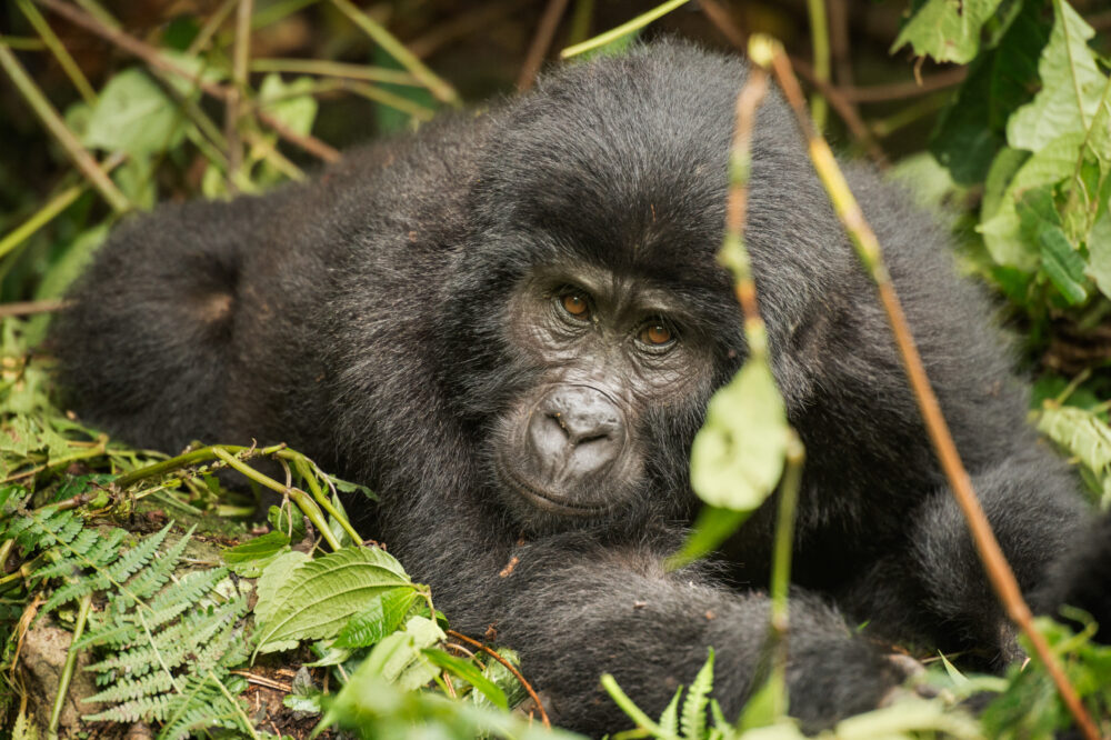 Unique Uganda, Gorillas, Chimpanzees & the Big 5!