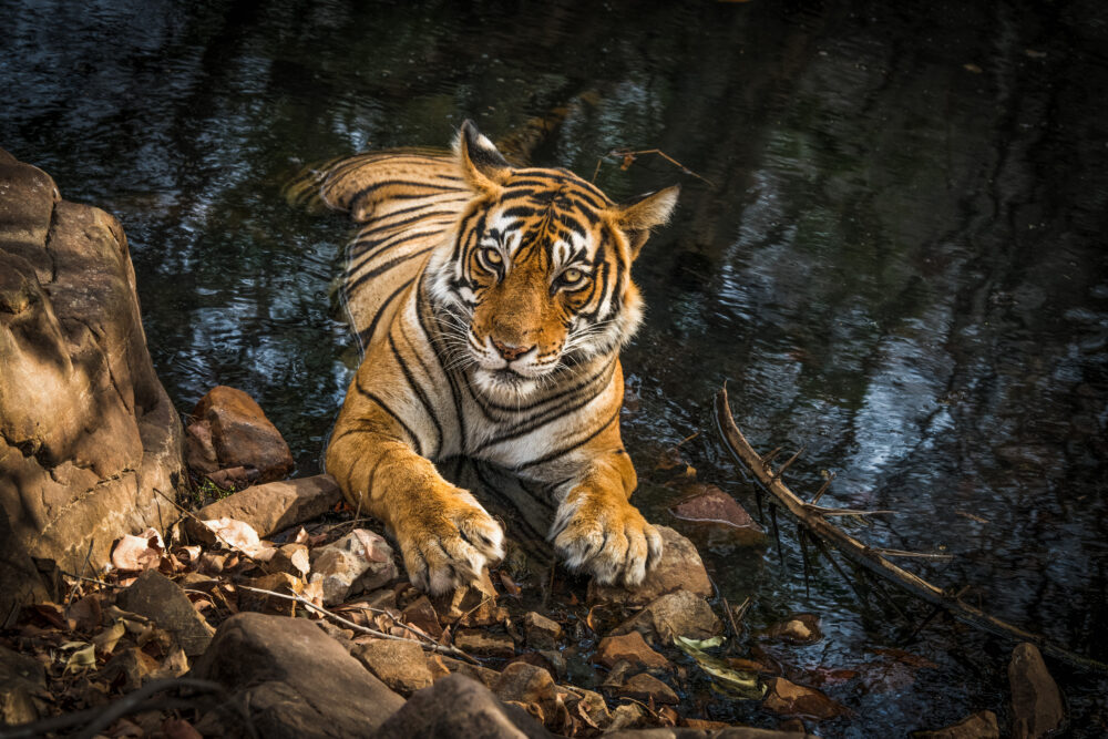 Bengal Tiger Tour image