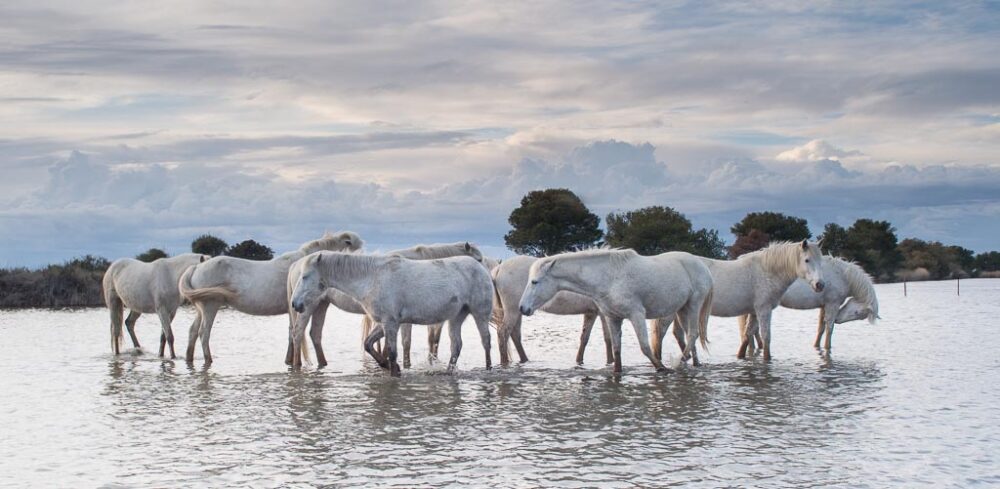 Iconic Wild White Horses image