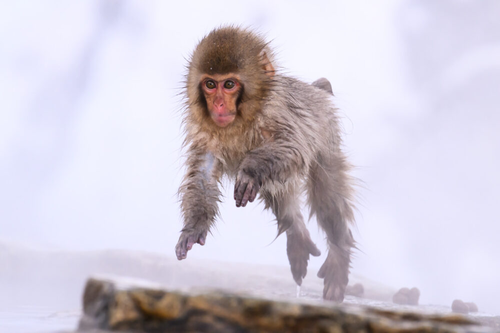 Snow Monkeys, Cranes, Whooper Swans and Eagles in Japan image