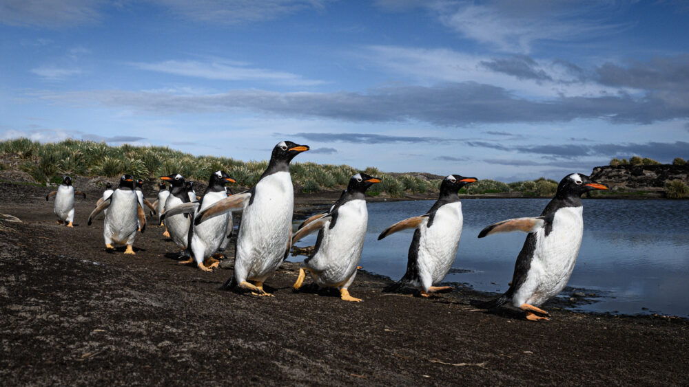 Fantastic Falkland Islands image