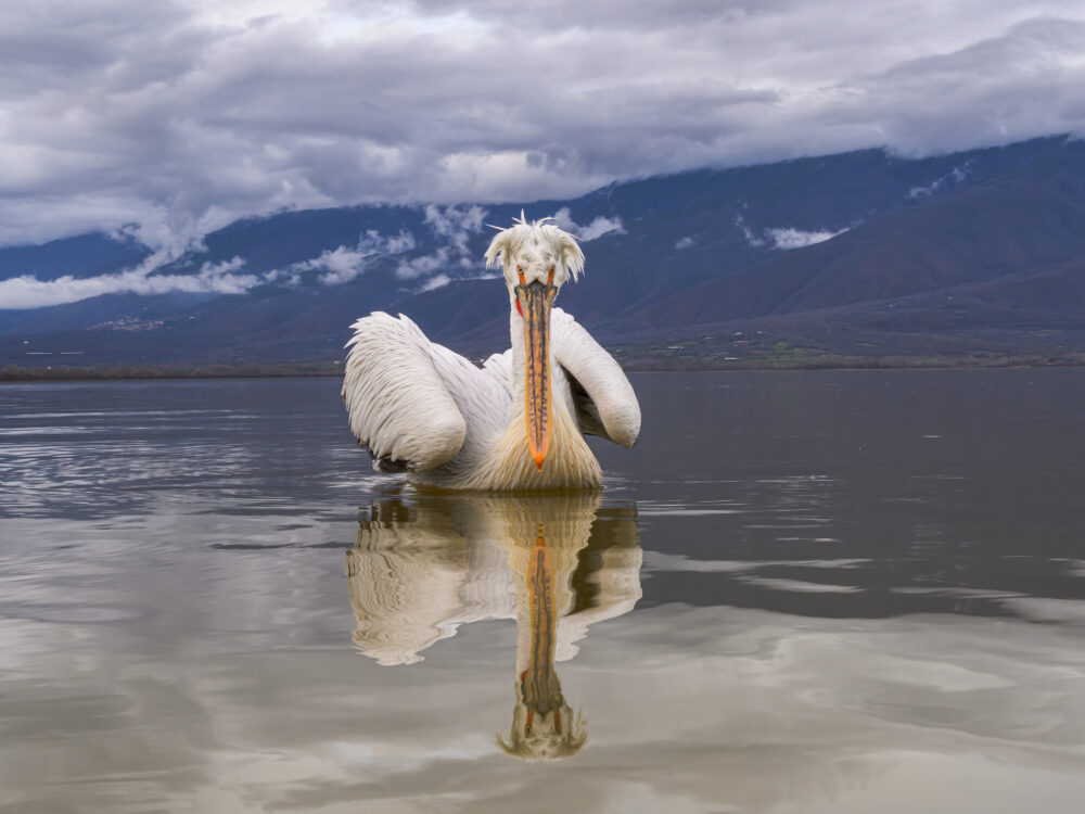 Lake Kerkini, Dalmation Pelicans